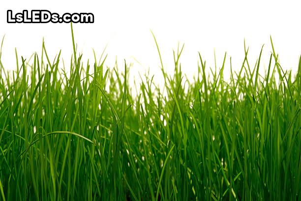 Scotts Grass Seed Guarantee Lsleds