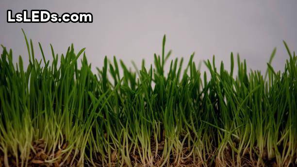 Best Grass To Mix With Centipede Lsleds
